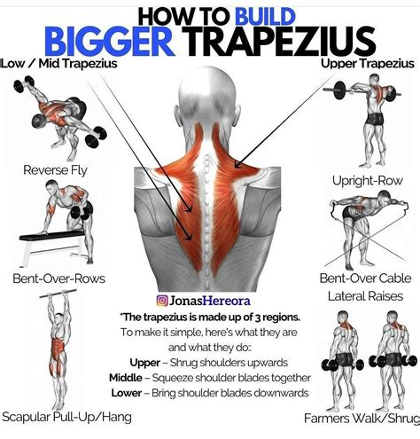 This Video contains all major exercises that focus on the trapezius (trap) muscles, including the upper traps, middle traps, and lower trapezius muscle fiber...